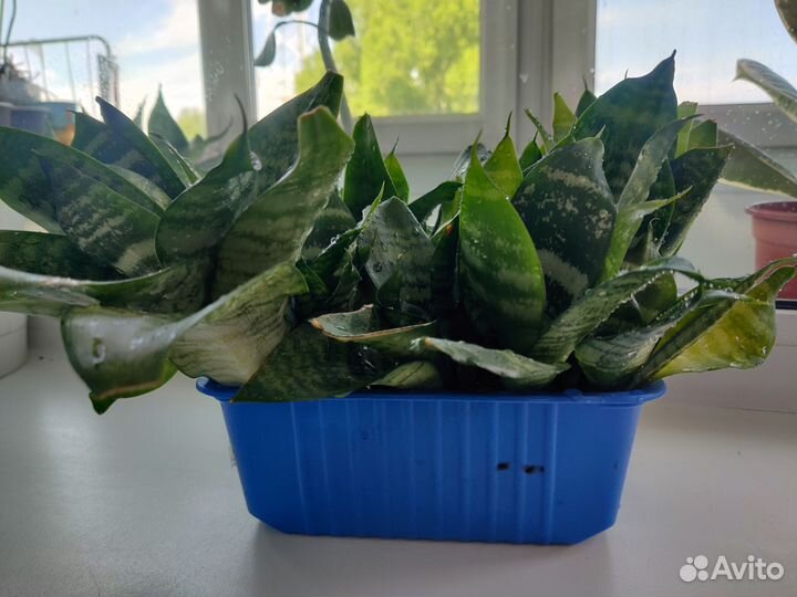 Сансевиерия Ханни