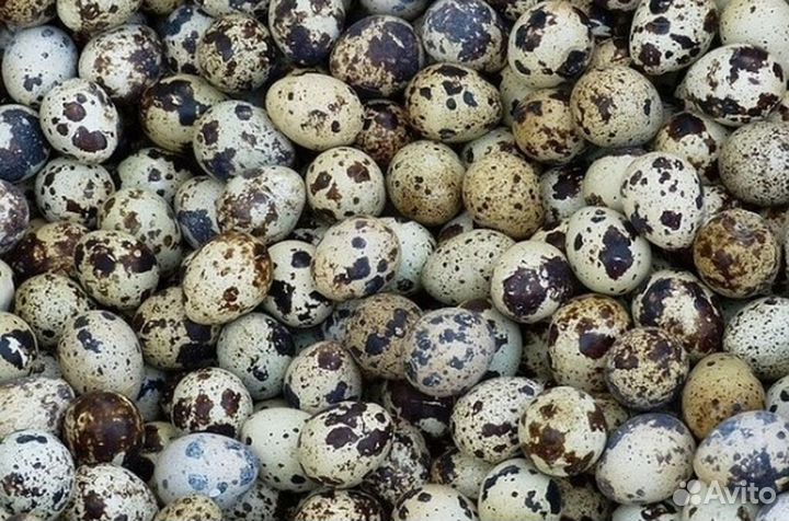 Инкубационное яйцо перепелов Белый гигант