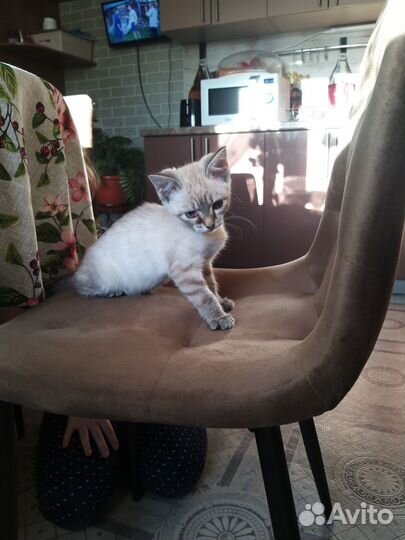 Отдам в добрые руки