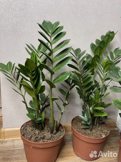Замиокулькас долларовое дерево комнатные цветы