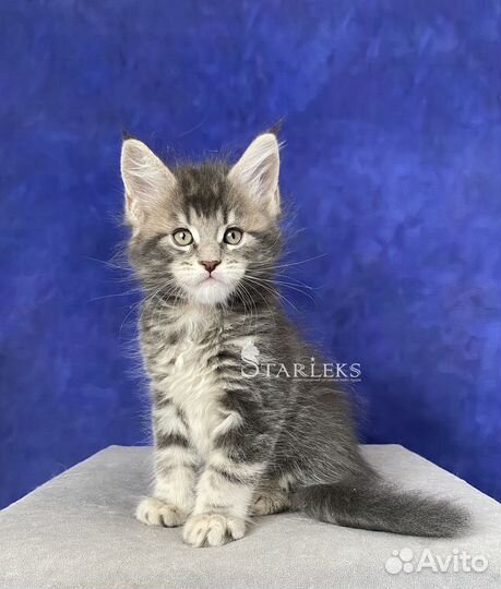 Котята мейн-кун