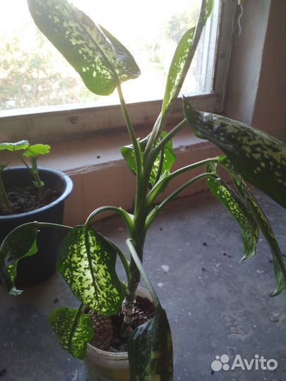 Домашние цветы