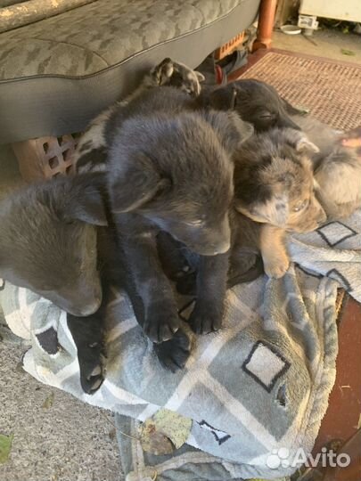 Щенки