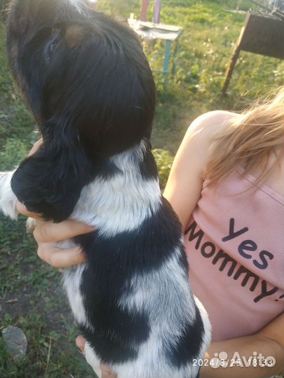 Щенки английский кокер спаниель