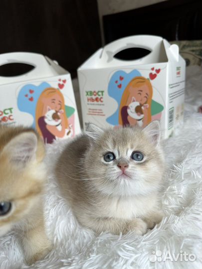 Британский котенок шиншилла голубое золото