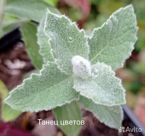 Сортовые мяты