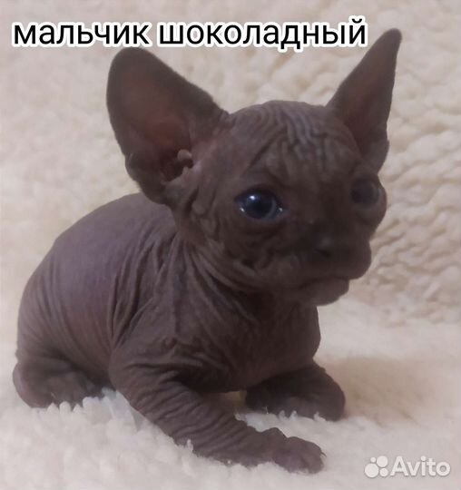 Канадский сфинкс котенок