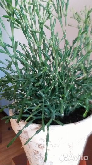 Хатиора рипсалис суккулент