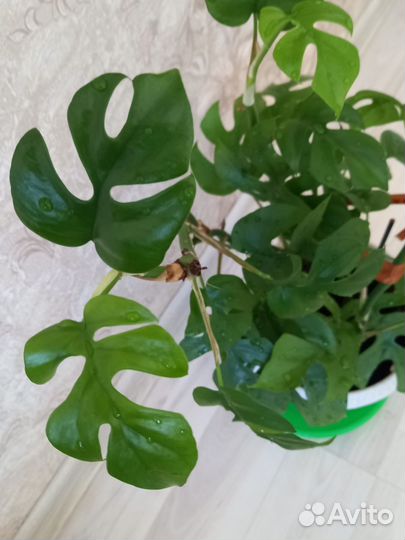 Пальма драцена