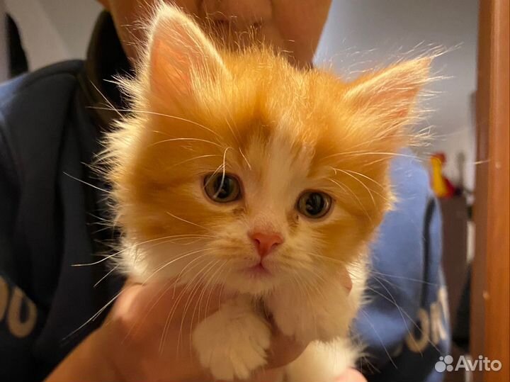 Котята ищут дом