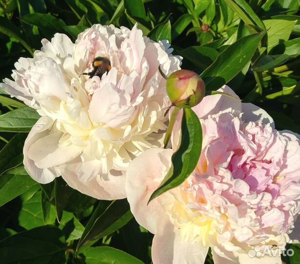 Пионы саженцы