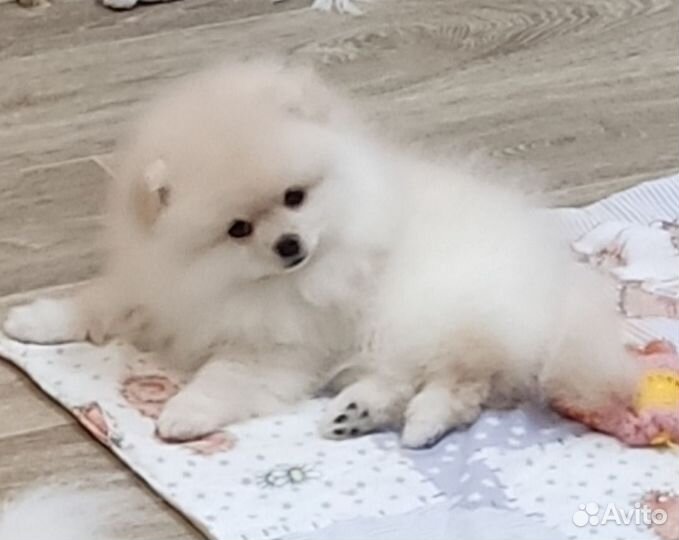 Померанский шпиц девочка