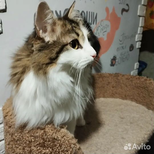 Кошка Кассандра