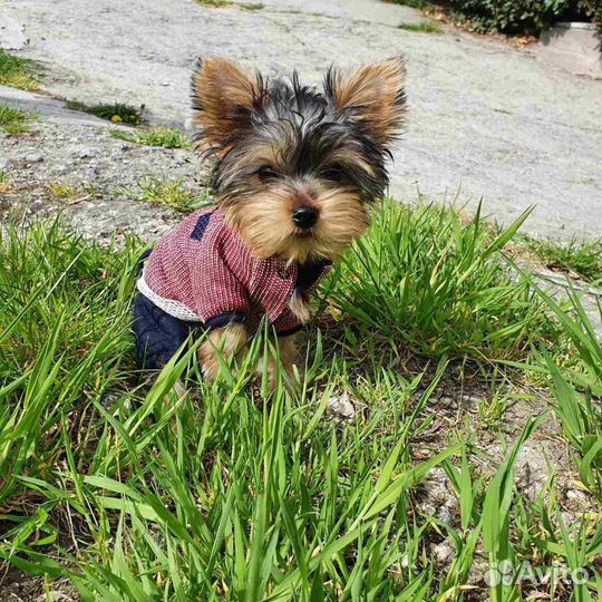 Йоркширский терьер ищет девочку для вязки