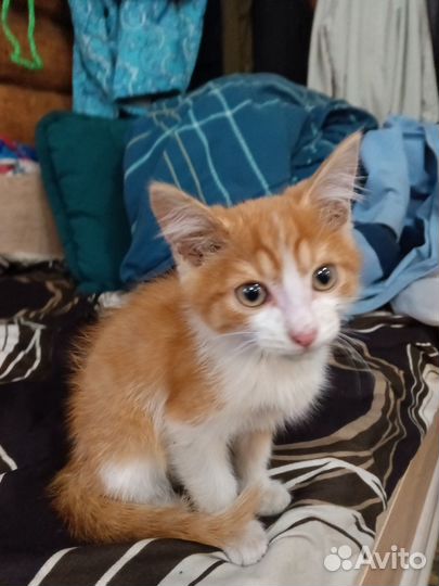 Отдам рыжего котенка