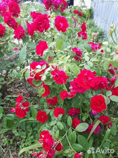 Розы розовая1,2,Красная плетистая,белая шиповник