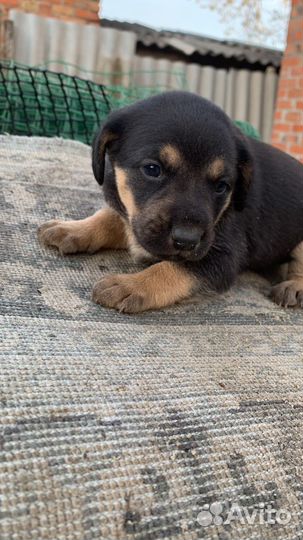 Щенок в добрые руки бесплатно