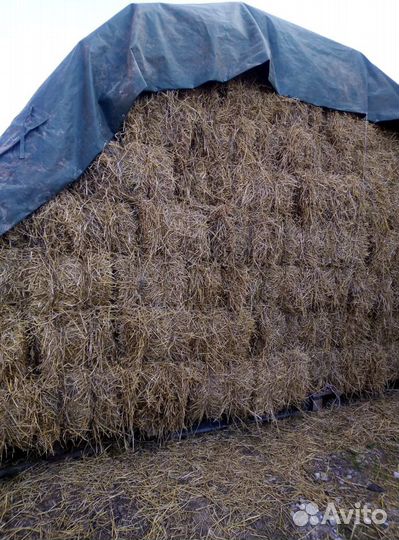 Солома в тюках и мешках пшеничная