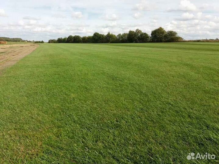 Рулонный газон от производителя
