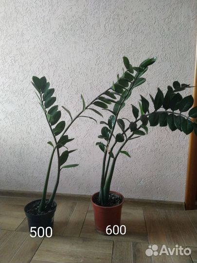 Замиокулькас