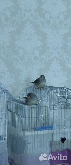 Зебровые амадины