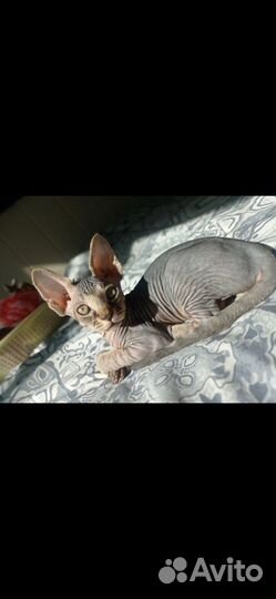 Канадский сфинкс