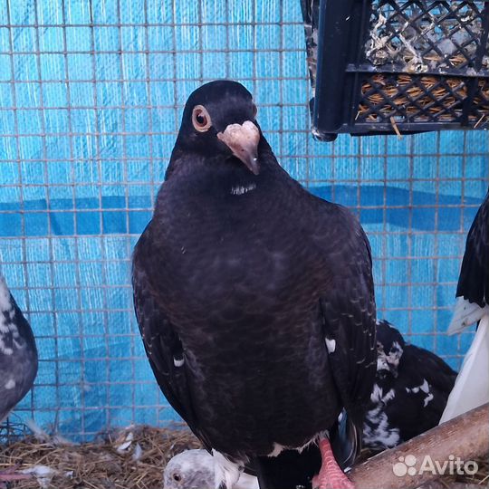 Почтовый голубь (Красивый)