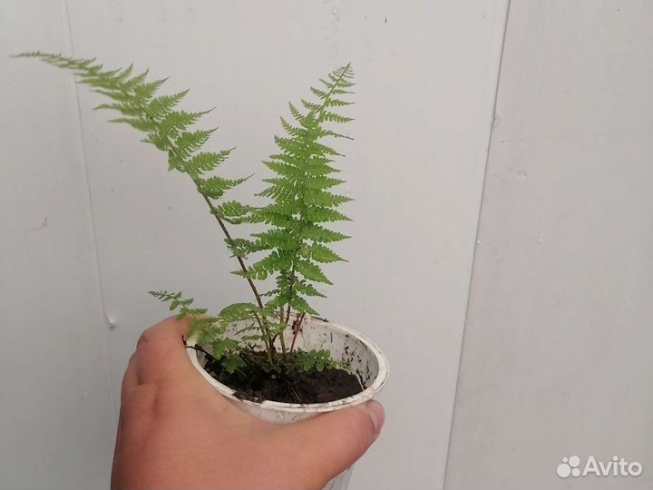 Папоротник садовый