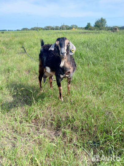 Коза дойная