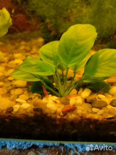 Креветки вишенки, роголистник