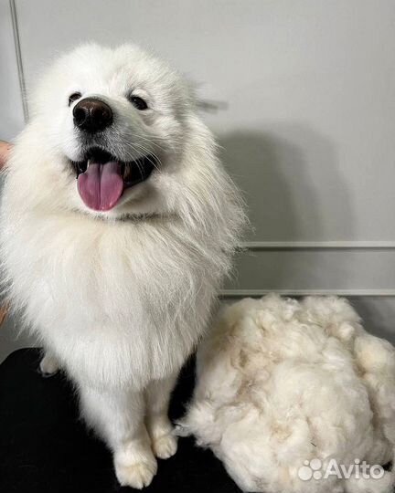 Стрижка собак и кошек