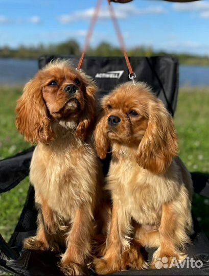 Кавалер Кинг чарльз спаниель