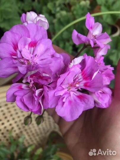 Сортовые пеларгонии