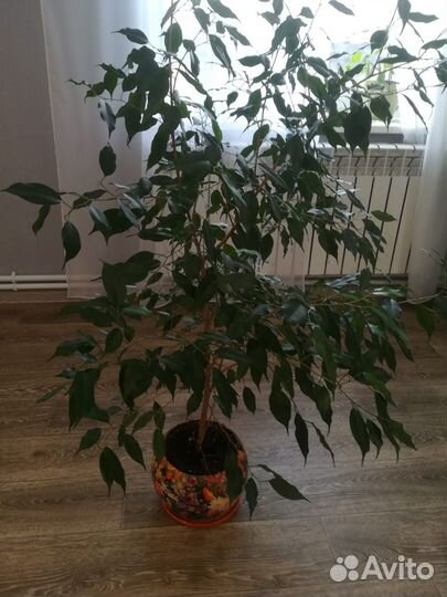 Фикус бенджамина