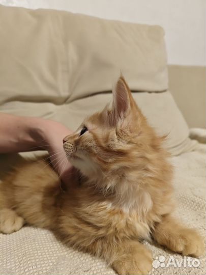 Продам рыжего кота