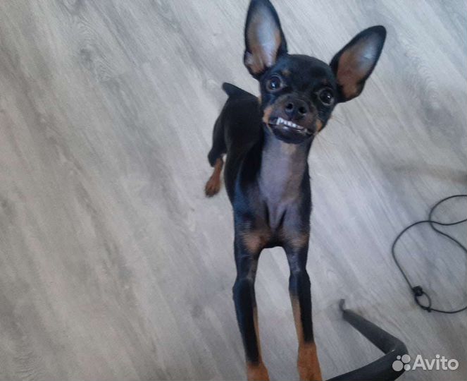 Вязка той-терьер