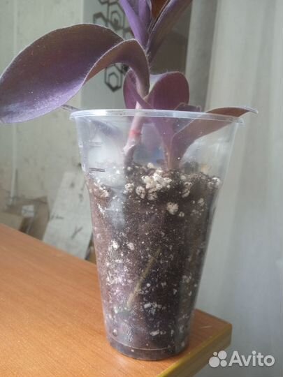 Традесканция