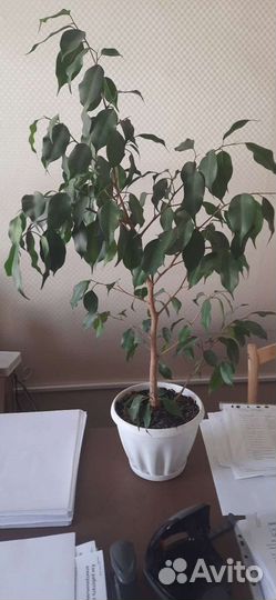 Фикус бенджамина