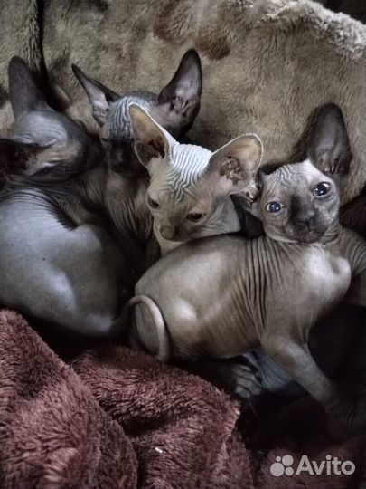 Канадский сфинкс котенок