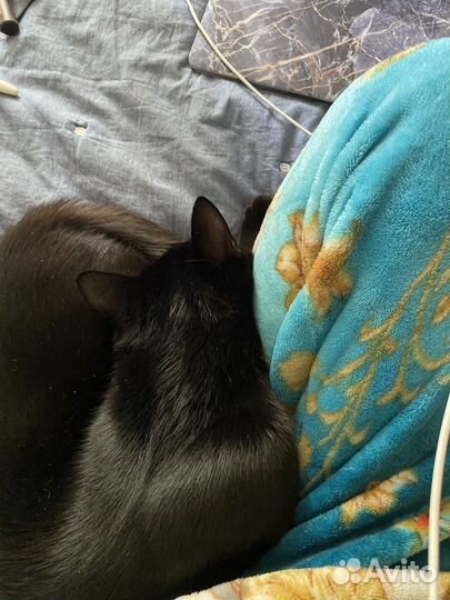 Отдам кота в добрые руки