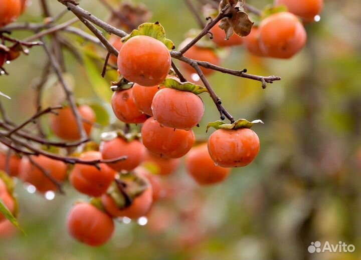 Хурма виргинская саженцы, свежепророщенные