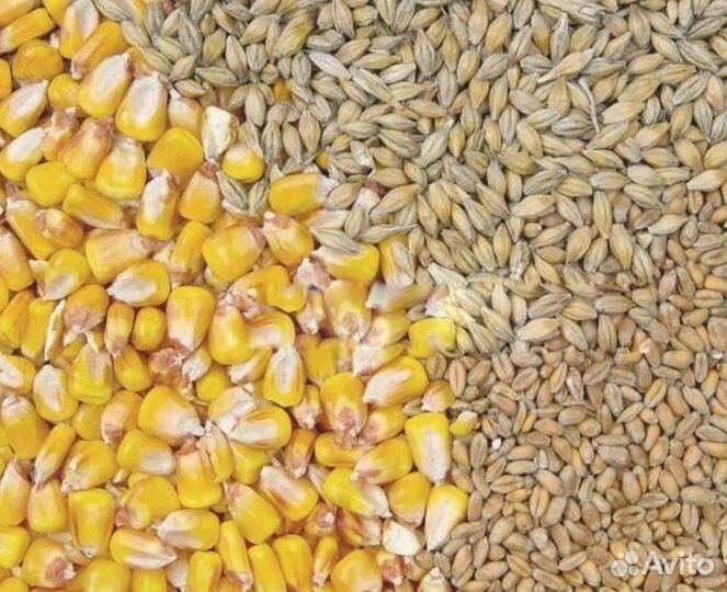 Семечки подсолнечника для с/х птиц