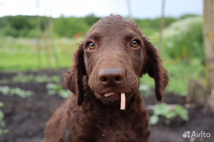 Курчавошерстный Ретривер щенки