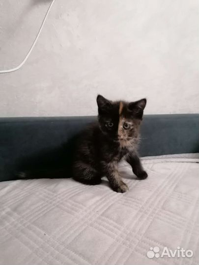 Кошечка 1 месяц