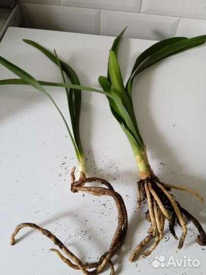 Кливия киноварная (C.miniata)