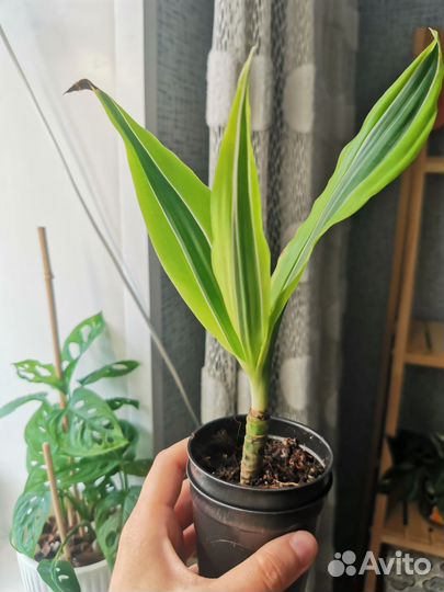 Пальма драцена