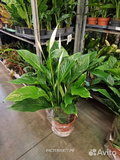 Спатифиллум Свит Лауретта с белыми цветами