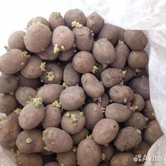 Семенной картофель
