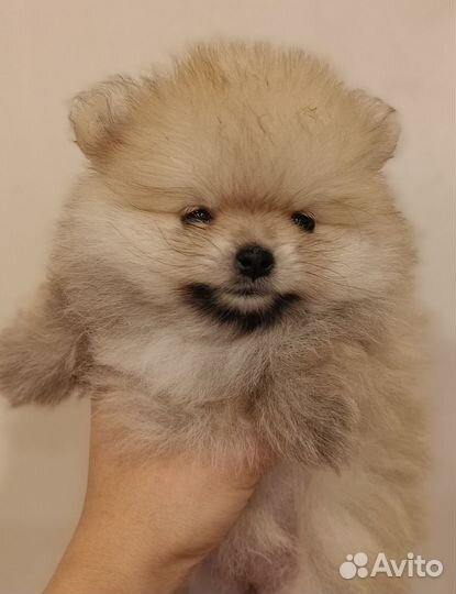 Малыши шпицы