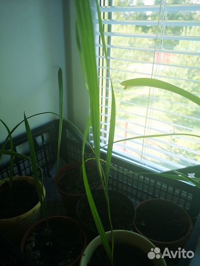 Саженцы пальмы финиковой